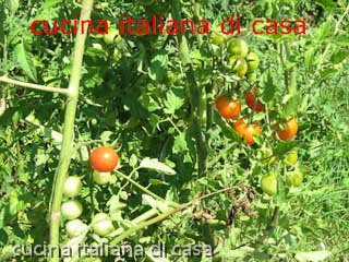 piante di pomodoro