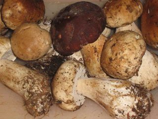 funghi porcini