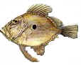 pesce San Pietro